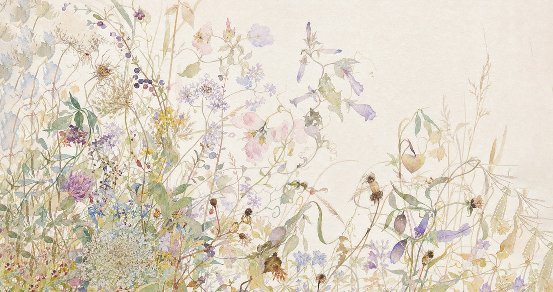 Herbarium by Tegrino Studio — cornflower, wild carrot and nigella in watercolour on warm off-white